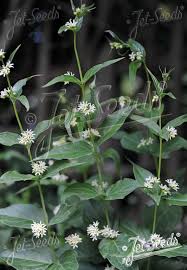 Image result for Vincetoxicum afrum