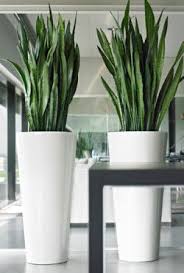 Pin By Marzena Walkowska On Home Ware In 2020 Large Floor Vase Large Indoor Plants Oversized Floor Vases