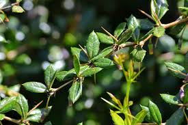 Image result for Berberis verruculosa
