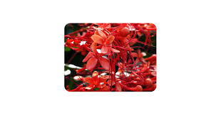 Image result for Clerodendrum pusillum