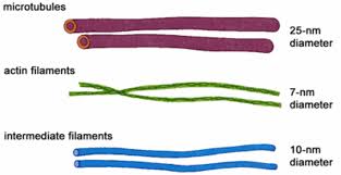 Genomic approaches applicable to plant biotechnology are also covered. Multiple Choice Questions On Cytoskeleton