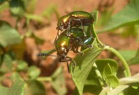 Image result for Pentarrhinum insipidum