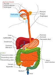 Liver picture, diagram locating liver pain. Digestive Sytem Diagram Labeled Human Digestive System Cute766