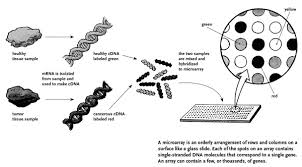 Nova Teachers Ghost In Your Genes Student Handout How Dna Microarrays Work Pbs
