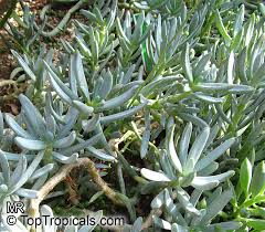 Image result for Senecio sp.no.1