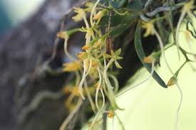 Image result for Mystacidium