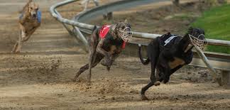It S Time To Stop Greyhound Racing In Its Tracks Aspca In 2020 Greyhounds Racing Greyhound Animals