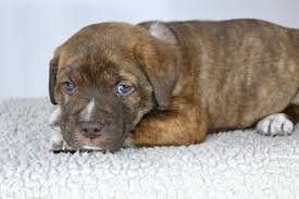 Owner leroy fhlug grew up on a family farm he found that he loved dogs and providing healthy, happy puppies for families to adopt. Ramone Fetch Wisconsin Rescue