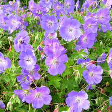 Landscape & ground cover roses. Rozanne Hardy Geranium Plants For Sale Cranesbill Free Shipping