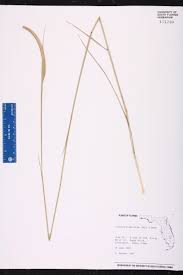 Image result for Ctenium