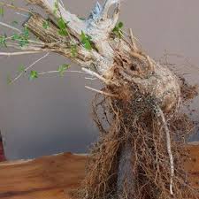 Image result for Premna mooiensis