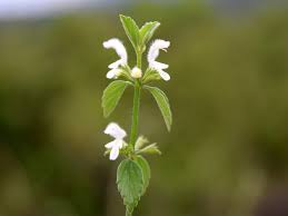 Image result for Leucas glabrata