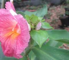 Image result for Siphonochilus