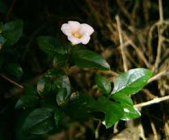 Image result for Loganiaceae