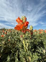 Image result for Sphaerella sp.