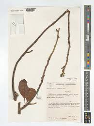 Image result for Turraea nilotica