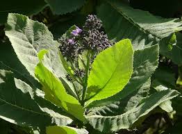 Image result for Wigandia urens