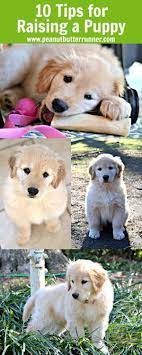 my top 10 tips for raising a golden retriever puppy potty training puppy puppies retriever puppy