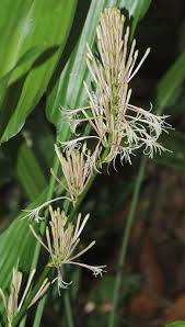 Image result for Dracaena aubryana