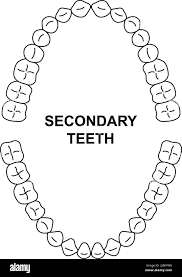 Image result for Dentition