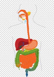 gastrointestinal tract human digestive system diagram