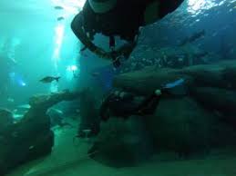 Wat We Doen Duikvereniging The Shark
