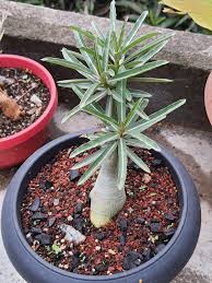 Image result for Ctenium somalense