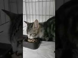 Erkek Kedi Idrar Yolu Tikanmasi Uretrostomi Kediidraryapamama Idraryolutikanmasi Uretrostomi Youtube