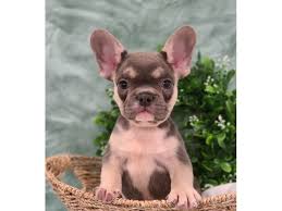 Find french bulldogs for sale in dalton, ga on oodle classifieds. French Bulldog Dog Female Black Brindle 2726133 Petland Dalton