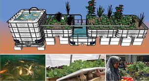 7 Rules Of Thumb To Follow In Aquaponics