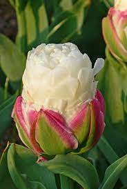 Tulip Ice Cream Dutch Garden World Spring Flowering Bulbs Flower Bulbs Garden Tulips In Vase