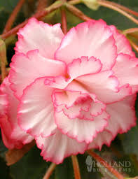 Image result for Begonia pulcherrima