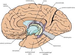 Image result for Cerebral Subcortex