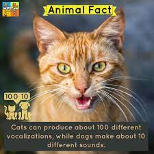 Animal Fact Cats Can Produce About 100 Different Vocalizations While Dogs Make About 10 Different Sounds Read More Ht Cats Animal Facts Oriental Cat Breeds