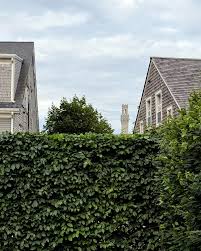 Image result for hornbeam hedge in winter