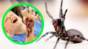 the most dangerous spiders in australia top 10