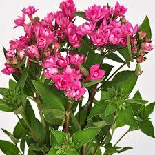 Image result for Bouffordia