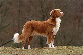Reddit home for nova scotia duck tolling retrievers. The Dreamworker Kennel Das Aussehen