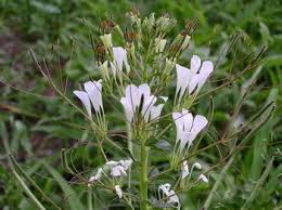 Image result for Cleome gynandra