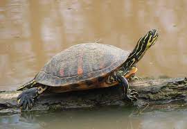 Genero Pseudemys Reptiles Y Anfibios Tortugas De Agua Dulce Tortugas Terrestres