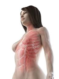 Abdominal and thoracic female organ set, realistic heart, lungs, stomach, liver, kidneys, spleen, large and. Female Upper Body Muscles Low Angle View Computer Illustration 3d Rendering Internal Stock Photo 312139726