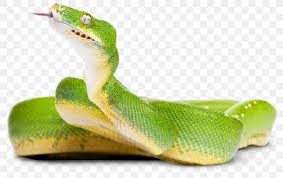 Here are some tips and tricks to handling these normally feisty snakes! Green Tree Python Snake Crocodiles Photography Png 960x605px Green Tree Python Boa Constrictor Boas Cobra Crocodile