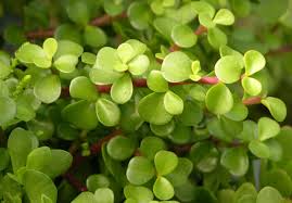 Image result for Acacia afra