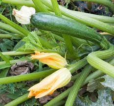 Und auch als topfkultur für terrasse oder balkon sind die pflanzen gut geeignet. Zucchini Im Garten Einfacher Anbau Anspruchslose Pflege