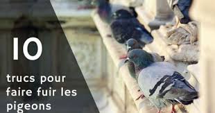 Repulsif Pigeon Repulsif Naturel Et Produit Anti Pigeon Faire Fuir Les Pigeons Pigeon Repulsif