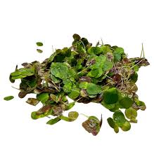 Image result for Spirodela