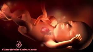 Imagenes de bebes de 34 semanas de embarazo. Semana 30 De Dificultad Feto De 30 Semanas De Gestacion Videos