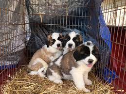 Litter Of 9 Saint Bernard Puppies For Sale In Homer Ga Adn 19744 On Puppyfinder Com Gender Male S And Femal St Bernard Puppy Puppies For Sale Saint Bernard