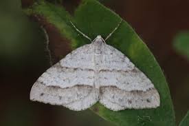 Image result for Mesotype parallelolineata