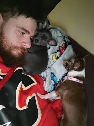 Adorable Chihuahua siblings Xena and Skye